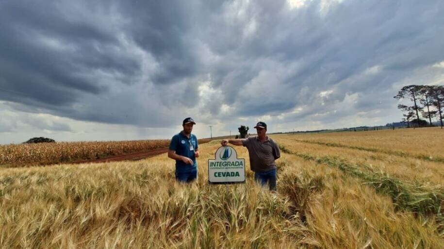Cooperativa Agrária lidera expansão da cevada e busca reduzir importação no Brasil