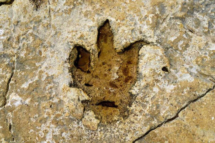 Fazendeiro descobre Norellraptor barsboldi e revoluciona conhecimento sobre dinossauros