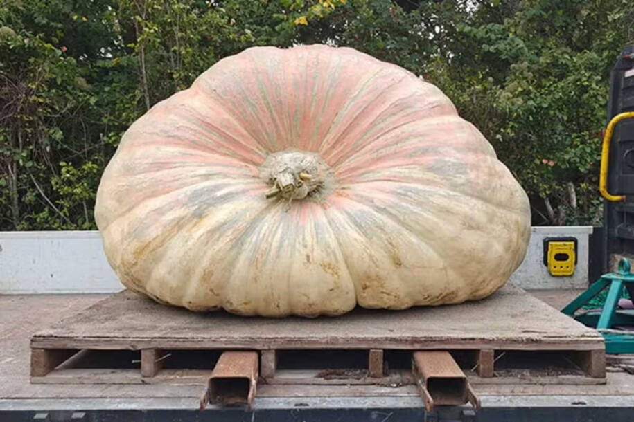 Ian Paton quebra recorde com abóbora de 1.295,8 kg e surpreende o mundo