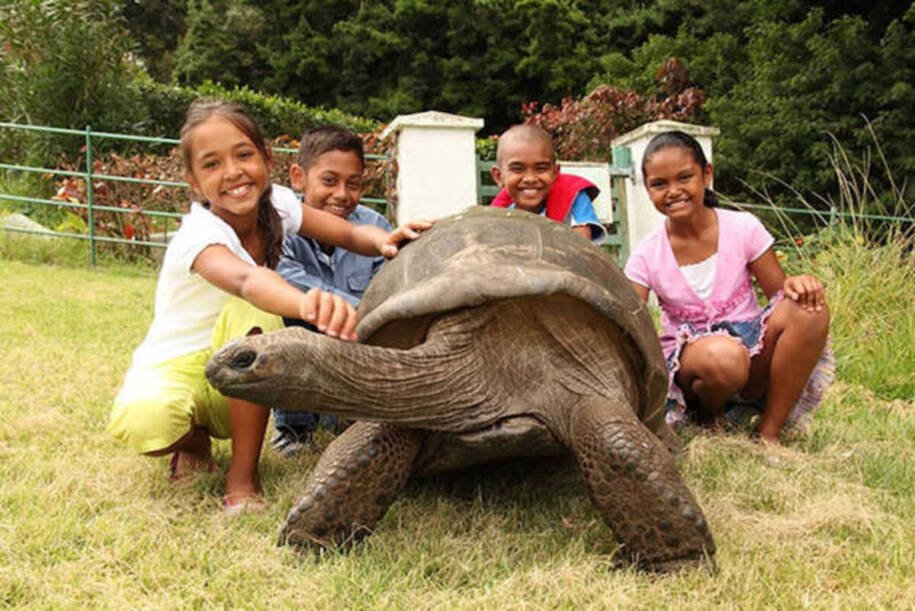 Jonathan, tartaruga-gigante de Aldabra, revela segredos da longevidade humana