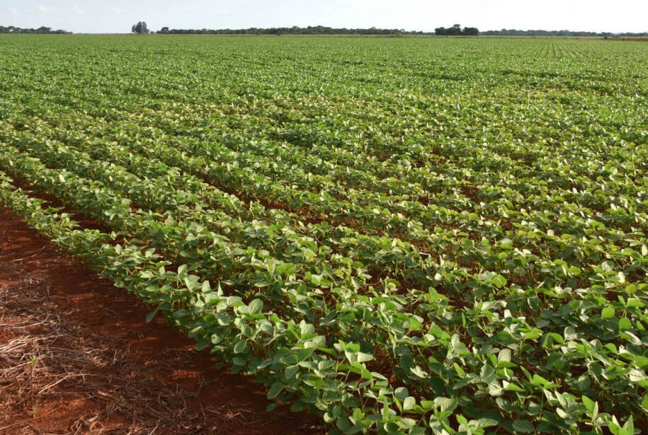 Ministério da Agricultura alerta: El Niño ameaça safra de soja em MS