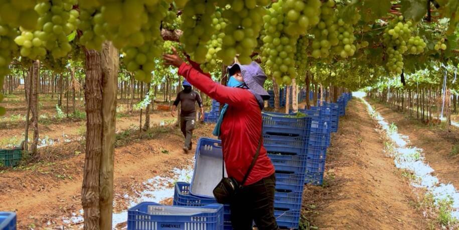 Oxfam Brasil revela exploração de trabalhadores rurais na fruticultura bilionária