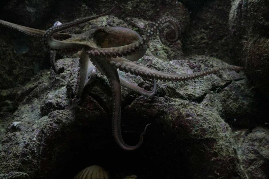 Universidade de Hokkaido revela polvos gigantes de 19 metros como reis dos mares